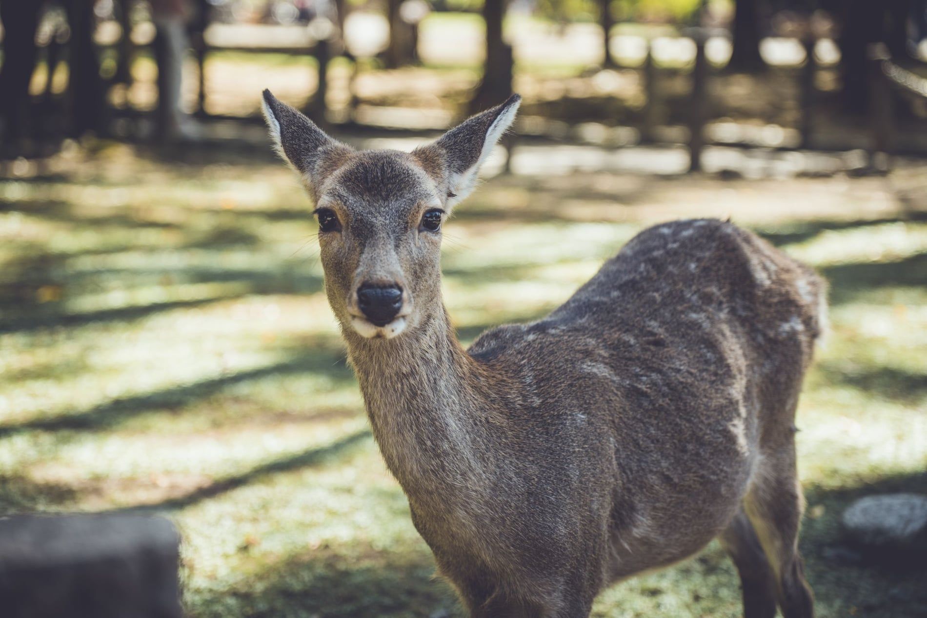 Daims sika en liberté dans le parc de Nara au petit matin