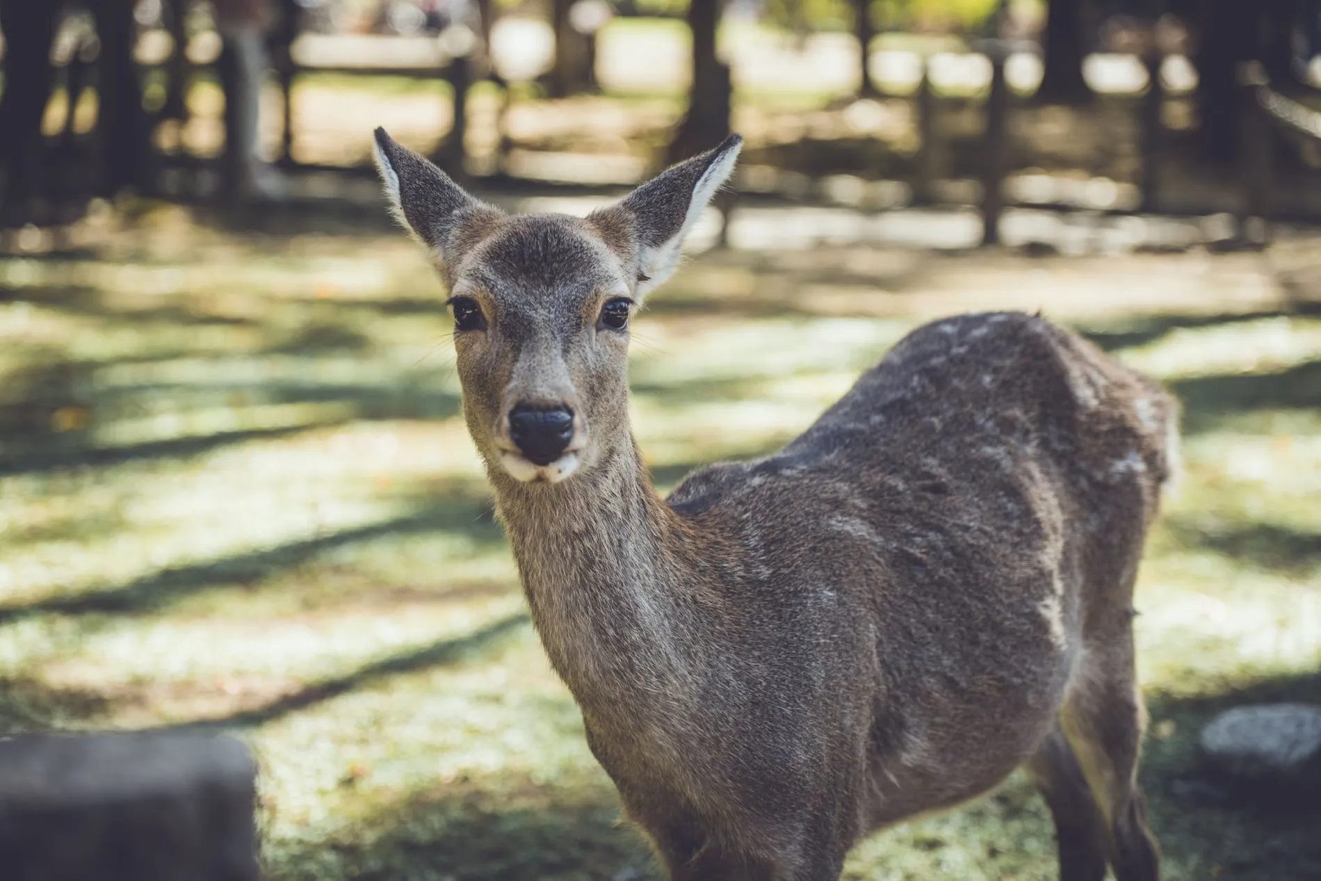Daims sika en liberté dans le parc de Nara au petit matin