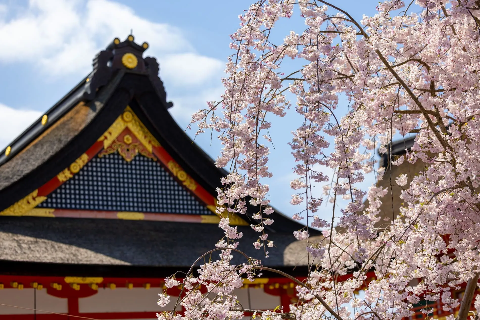 Cerisiers en fleurs devant le mont Fuji au printemps
