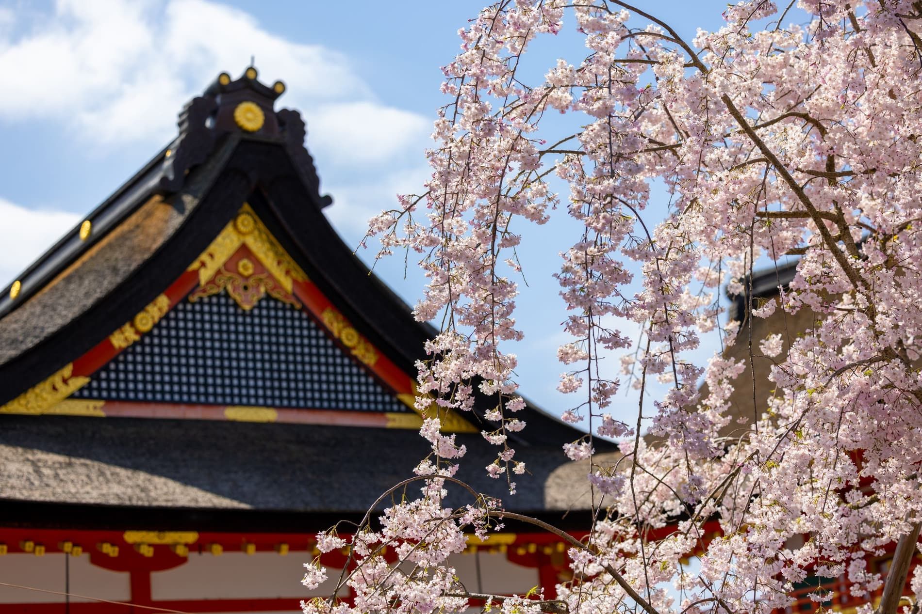 Cerisiers en fleurs devant le mont Fuji au printemps