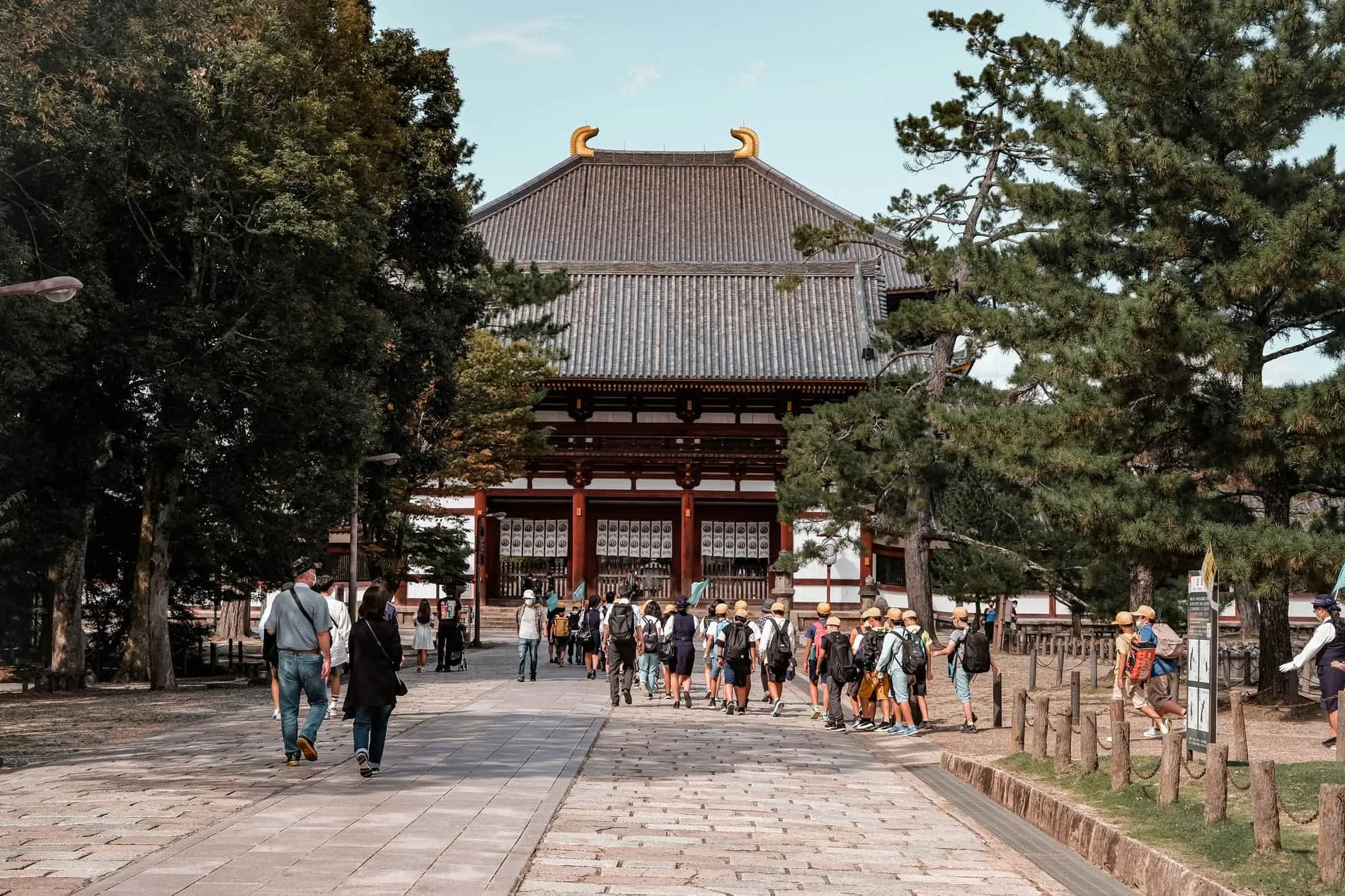 Daims sika en liberté devant le Tōdai-ji à Nara